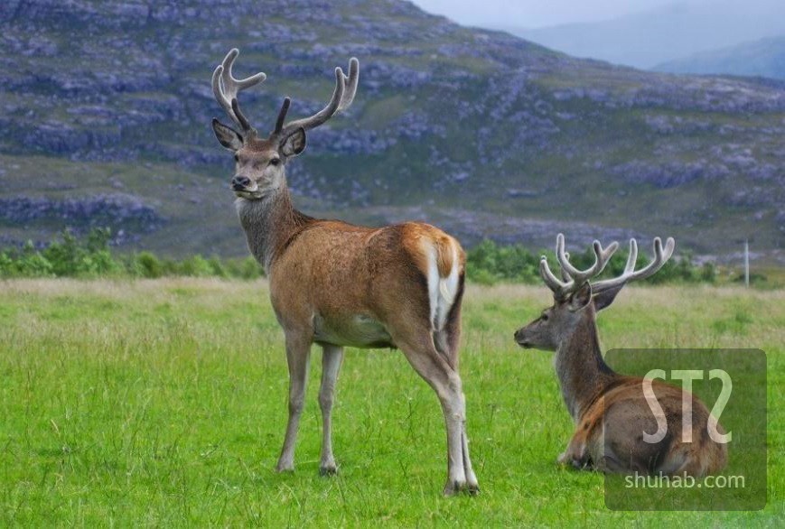 Dachigam