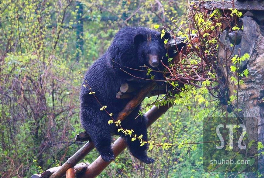 Dachigam