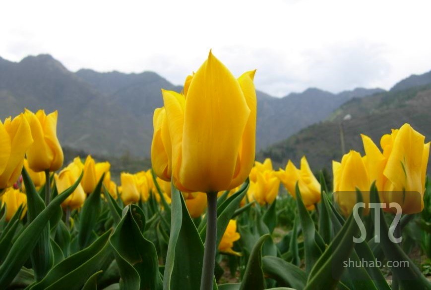 Tulip Garden