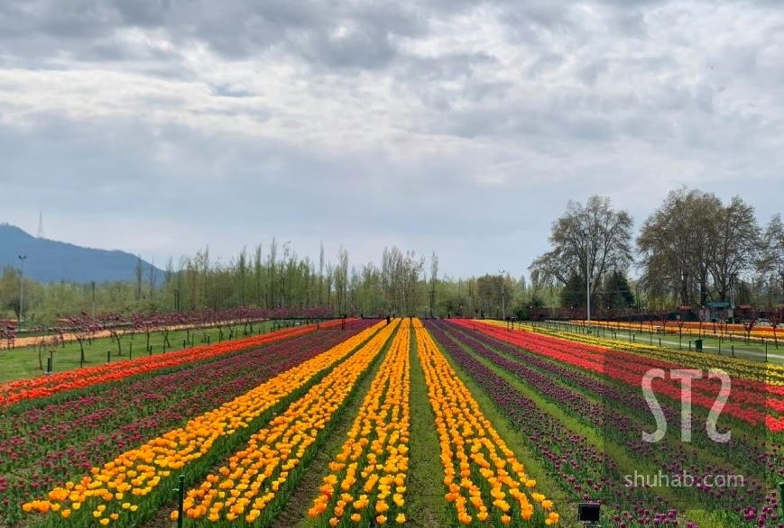 Tulip Garden