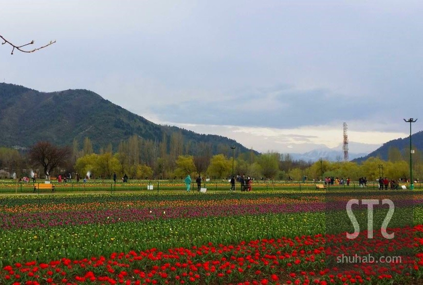 Tulip Garden