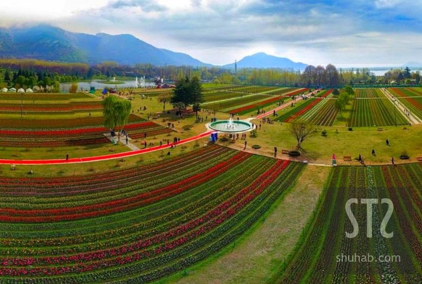 Tulip Garden