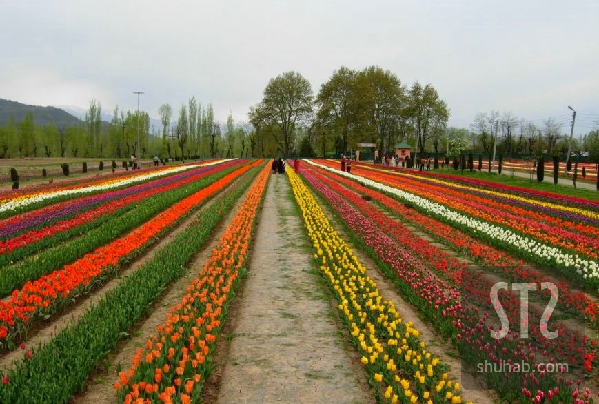 Tulip Garden