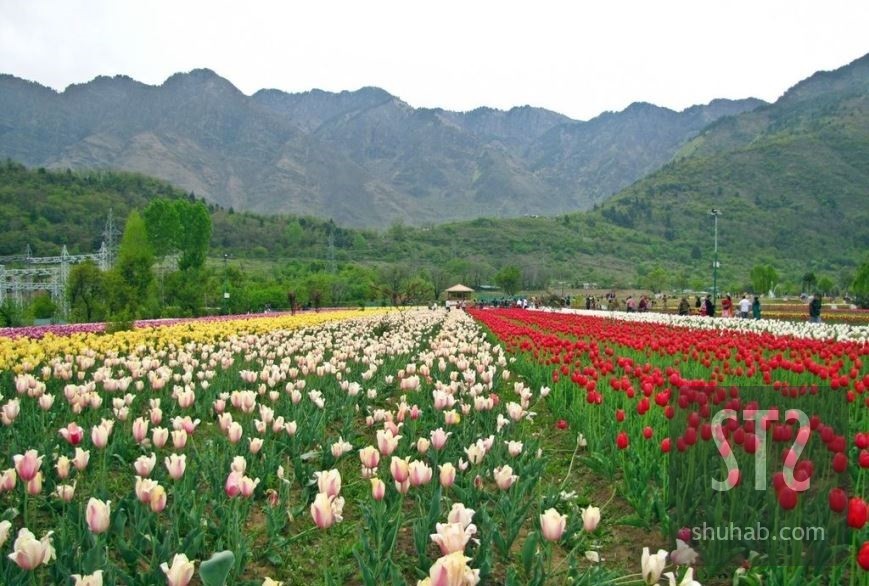 Tulip Garden