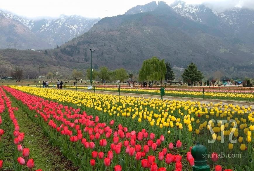 Tulip Garden