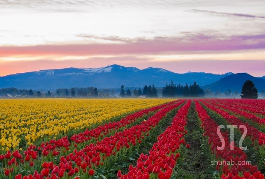 Tulip Garden