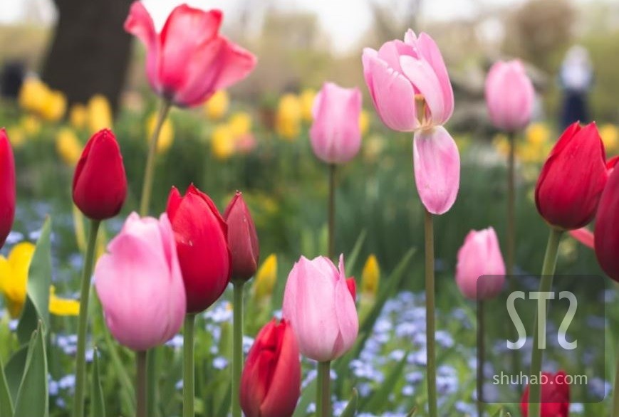 Tulip Garden